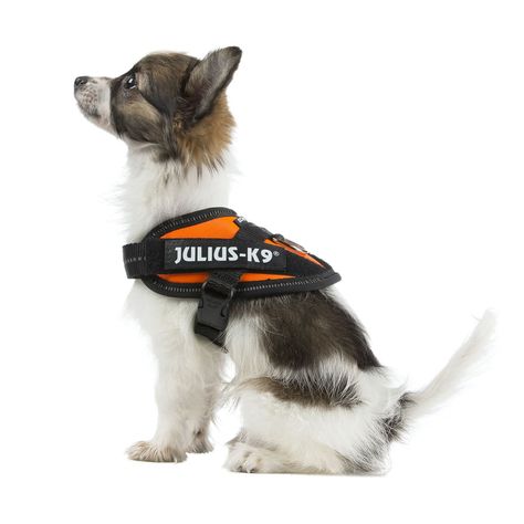 Harnais Julius-K9 pour chien  Animalerie 100% discount : Harnais  Julius-K9 Power, anthracite