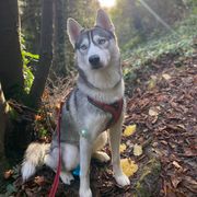 Harnais anti-traction en Y JK9®GO avec poignée et anneau