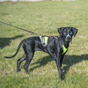 Harnais traction chien JK9 Air Mesh Mantrailing en maille jaune fluo