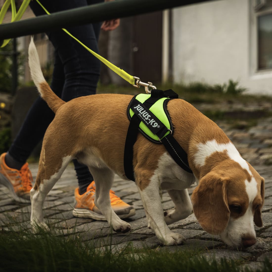 Aide à la marche pour chien - Plusieurs tailles disponibles